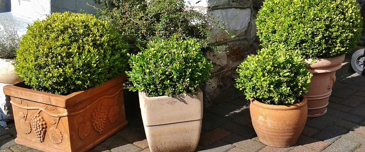 Buxus (zimostráz)